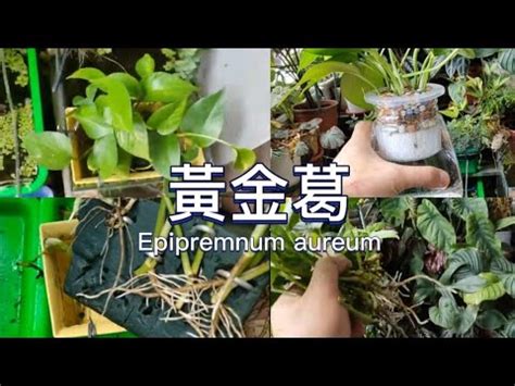 綠蘿|揭開綠蘿與黃金葛的神秘面紗：它們的差異與特性 – 植物盆栽綠寶典